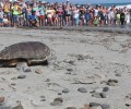 Χανιά: Απελευθέρωσαν την θαλάσσια χελώνα με δάκρυα στα μάτια μετά από 6 χρόνια περίθαλψης